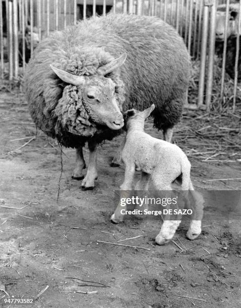 Brebie avec son agneau dans un élevage, en France.