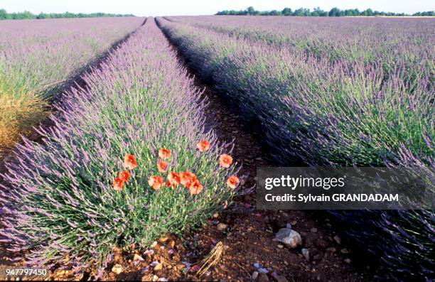 FRANCE.PROVENCE.ALPES DE HAUTE-PROVENCE . VILLAGE OF VALENSOLE.BLOSSOMING LAVENDER FIELDS FRANCE.PROVENCE.ALPES DE HAUTE-PROVENCE . VILLAGE DE...