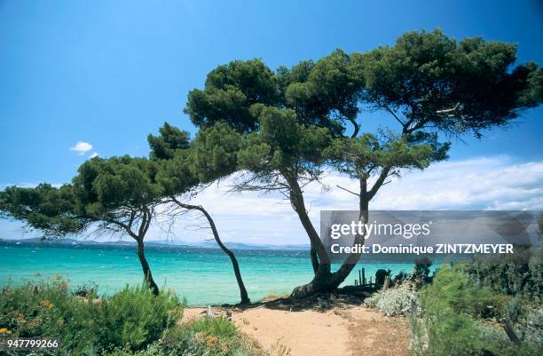 LITTORAL, ILE DE PORQUEROLLES, VAR, FRANCE.