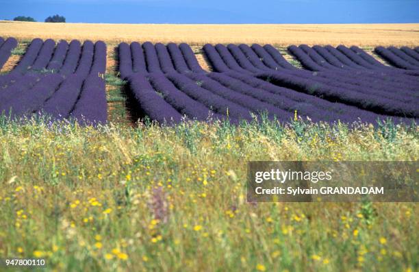 FRANCE.PROVENCE.ALPES DE HAUTE-PROVENCE . VILLAGE OF VALENSOLE.BLOSSOMING LAVENDER FIELDS FRANCE.PROVENCE.ALPES DE HAUTE-PROVENCE . VILLAGE DE...