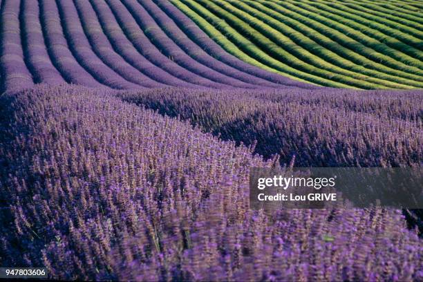 LAVANDIN, PLATEAU DE VALENSOLE, FRANCE.