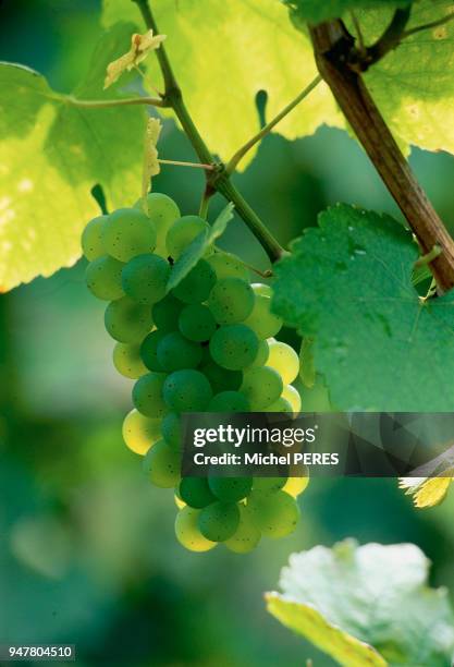 GRAPPE DE RAISIN SYLVANER, ALSACE, FRANCE.