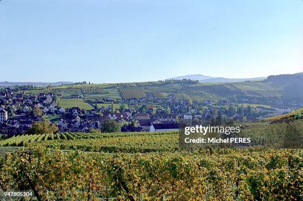 BARR, VIGNOBLE, BAS-RHIN, ROUTE DES VINS D'ALSACE, FRANCE.