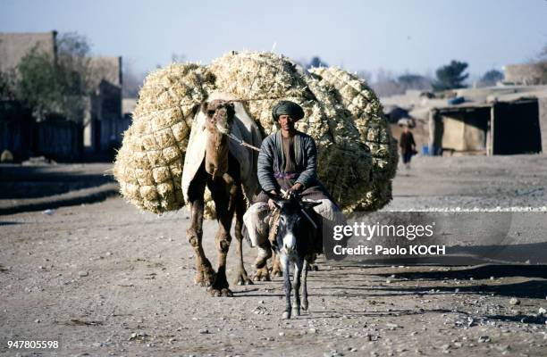 Paysan transportant des ballots de foin en Afghanistan.