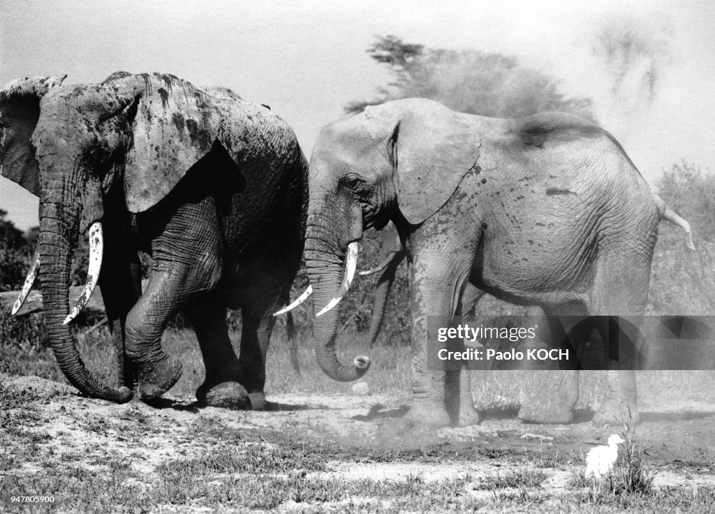 Eléphants du parc national d?Amboseli