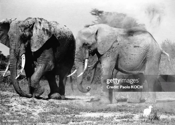 Eléphants couverts de boue et de poussière pour se protéger des parasites, dans le parc national d?Amboseli au Kenya.