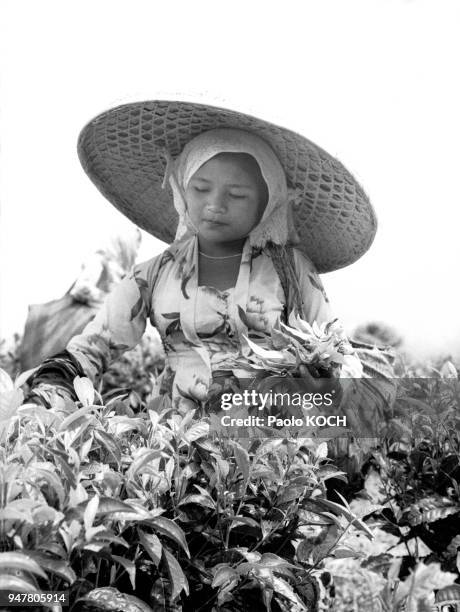 Jeune femme récoltant le thé dans une plantation de l'Etat, dans la région de Puntjak, en Indonésie.