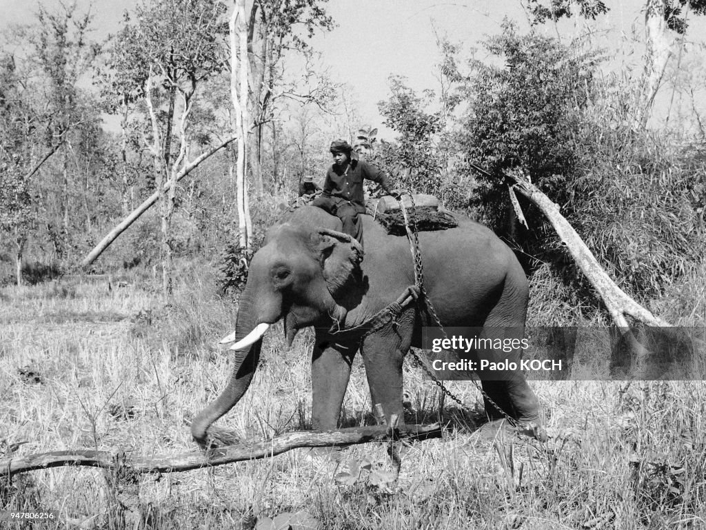 Eléphant travaillant avec son cornac en Thaïlande