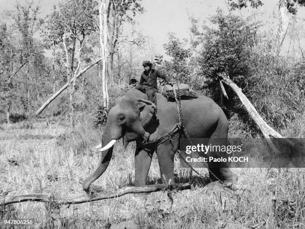 Eléphant travaillant avec son cornac en Thaïlande.