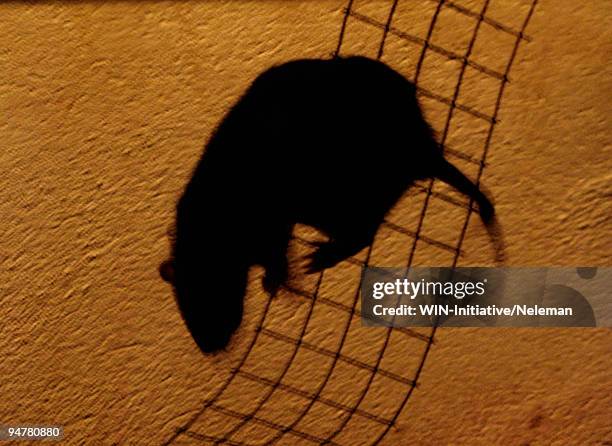 shadow of a rat on a wall, stockholm, sweden - rat stock pictures, royalty-free photos & images