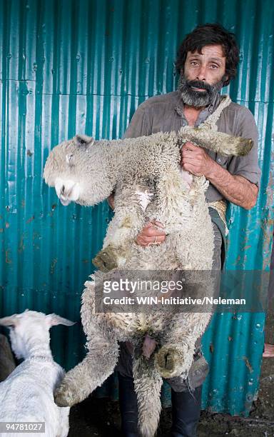 man shearing sheep, san jose, uruguay - enclos à moutons photos et images de collection