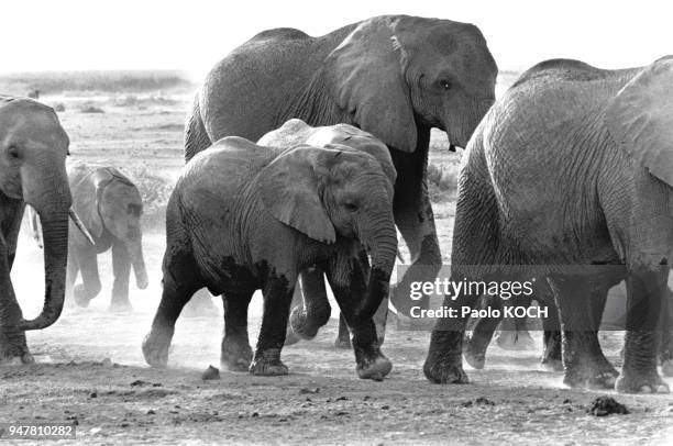 Eléphants couverts de boue et de poussière pour se protéger des parasites, dans le parc national d?Amboseli au Kenya.