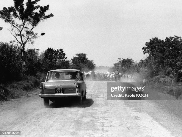 Troupeau de vaches bloquant une route près de Kampala, Ouganda.
