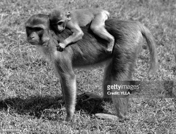 Mère macaques rhésus portant son petit sur le dos, en Inde.