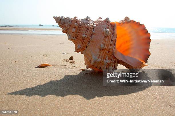 cockleshell on the beach, vietnam - beach shells fotografías e imágenes de stock