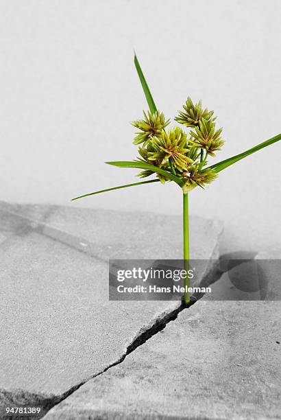 plant growing through crack on the floor - uncultivated stock pictures, royalty-free photos & images