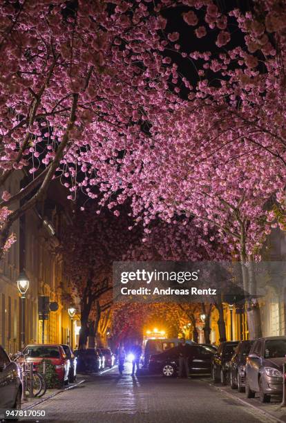 Vivid cherry blossom trees are seen in the blue hour in the streets of the historic district on April 17, 2018 in Bonn, Germany. The ornamental...