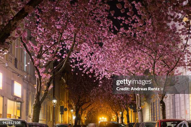 Vivid cherry blossom trees are seen in the blue hour in the streets of the historic district on April 17, 2018 in Bonn, Germany. The ornamental...