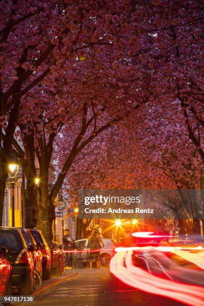 Vivid cherry blossom trees are seen in the blue hour in the streets of the historic district on April 17, 2018 in Bonn, Germany. The ornamental...