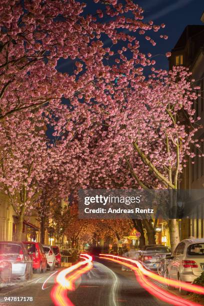 Vivid cherry blossom trees are seen in the blue hour in the streets of the historic district on April 17, 2018 in Bonn, Germany. The ornamental...