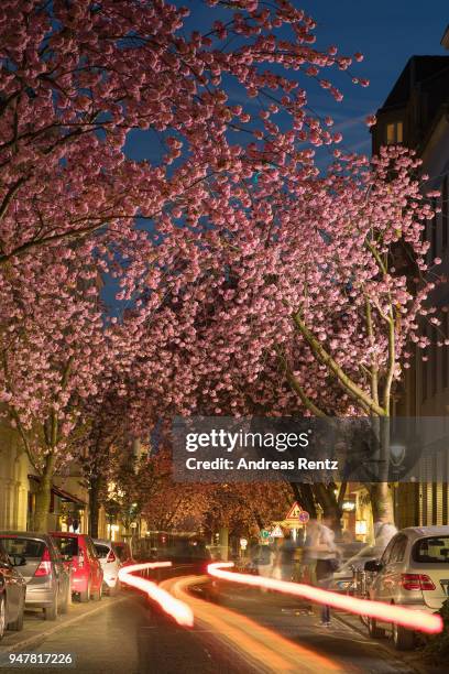 Vivid cherry blossom trees are seen in the blue hour in the streets of the historic district on April 17, 2018 in Bonn, Germany. The ornamental...