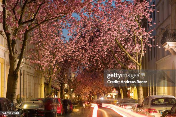 Vivid cherry blossom trees are seen in the blue hour in the streets of the historic district on April 17, 2018 in Bonn, Germany. The ornamental...