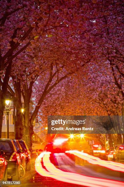 Vivid cherry blossom trees are seen in the blue hour in the streets of the historic district on April 17, 2018 in Bonn, Germany. The ornamental...