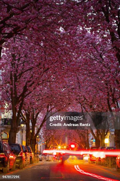 Vivid cherry blossom trees are seen in the blue hour in the streets of the historic district on April 17, 2018 in Bonn, Germany. The ornamental...