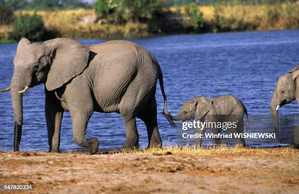 Elephant d'Afrique , Afrique, Botswana, Parc National de Chobe.