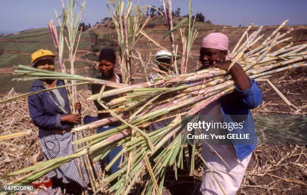 Récolte de canne à sucre dans une plantation de la province du KwaZulu-Natal, Afrique du Sud.