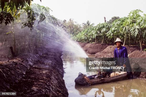 Arrosage des papayers dans une plantation en Thaïlande.