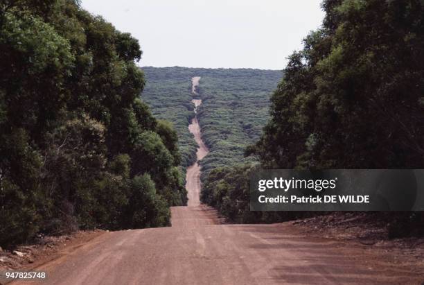 Route traversant une forêt de l'Ile Kangourou, Australie.