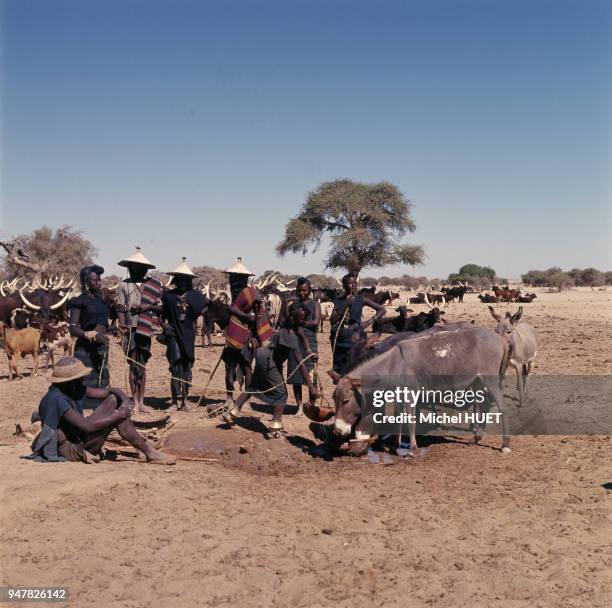 Gardiens de troupeau Peul Bororo faisant boire leurs bêtes près d'Agadez, Niger.