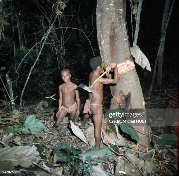 Pygmé coupant un arbre en République centrafricaine.