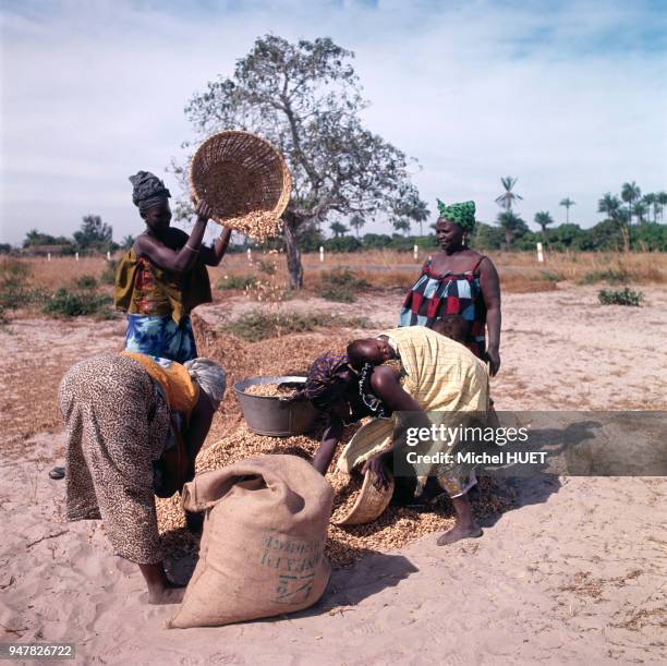 Paysannes pendant la récolte d'arachides au Sénégal.