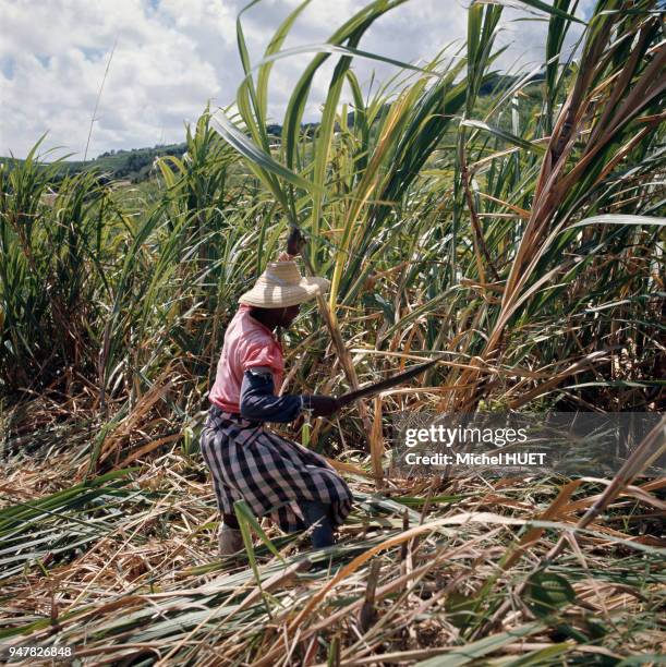 Ouvrière agricole dans une plantation de canne à sucre en Martinique.