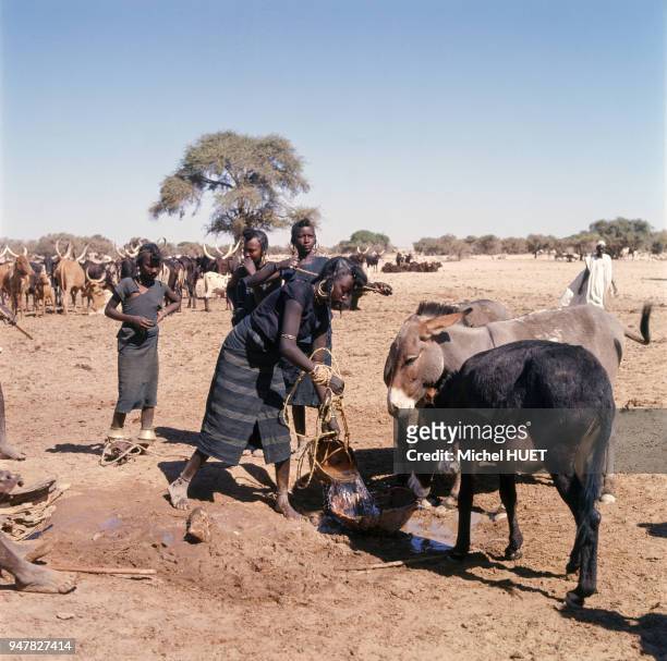 Gardiennes de troupeau Peul Bororo faisant boire leurs bêtes près d'Agadez, Niger.