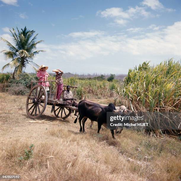 Femmes en costume traditionnel à bord d'une charrette dans une plantation de canne à sucre en Guadeloupe.