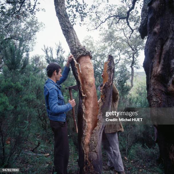 Ecorçage d'un chêne liège en Algérie.