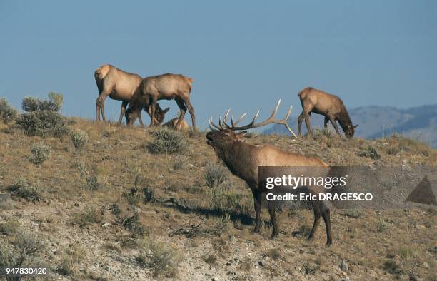 BRAME DU WAPITI , MALE ET FEMELLES, PARC NATIONAL DU YELLOWSTONE.