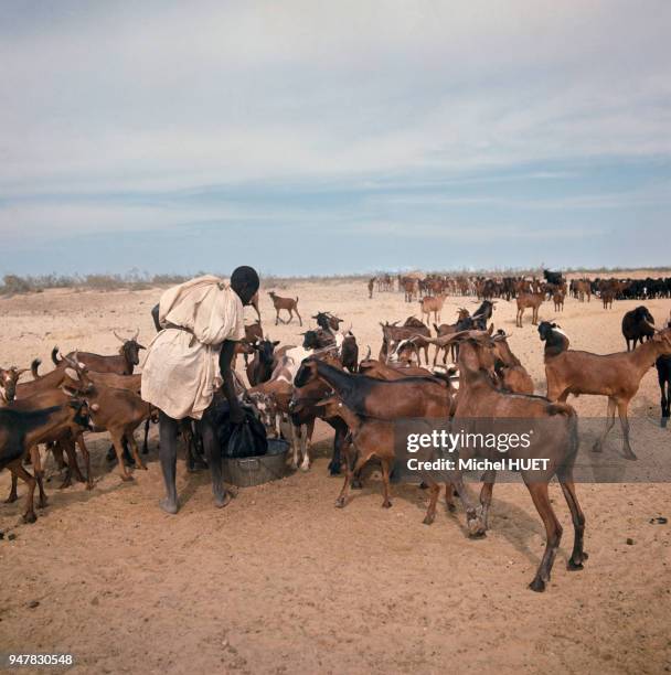 Gardien de troupeau faisant boire ses chèvres en Mauritanie.