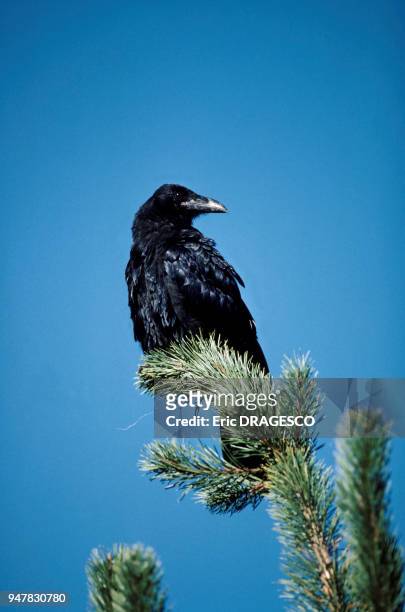 Corvus corax, CANADA.