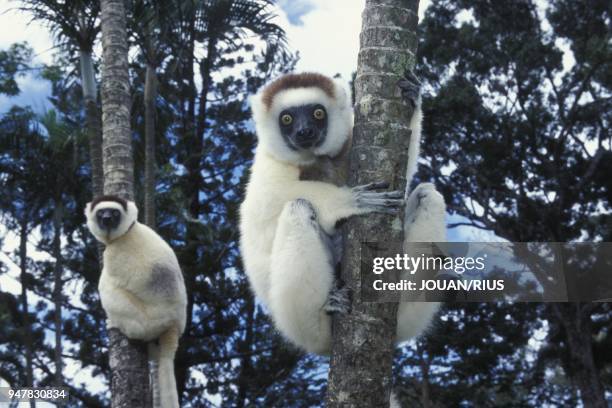 LEMURIENS SIFAKA DE VERREAUX , FORET SÈCHE, MADAGASCAR SUD.