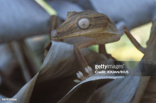 De la famille des geckos, l'uroplatus lineatus est spécifique des forets de l'Est de Madagascar.