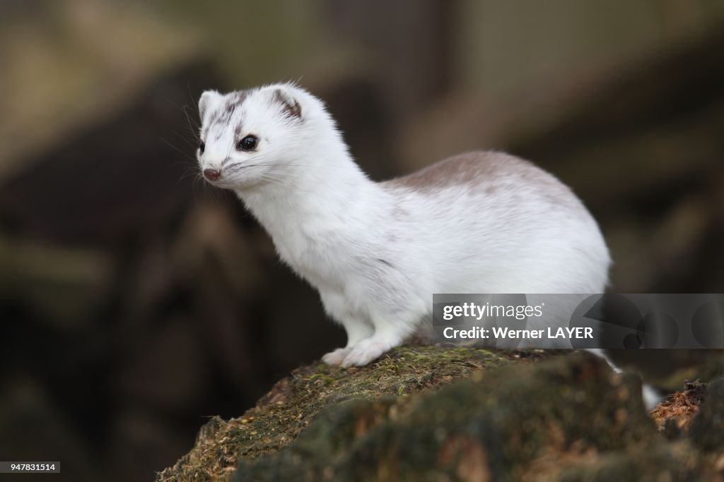 STOAT (MUSTELA ERMINEA), GERMANY