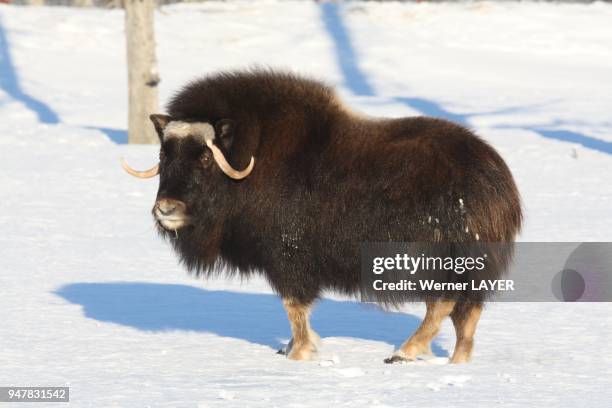 MUSK OX IN WINTER, ALASKA.