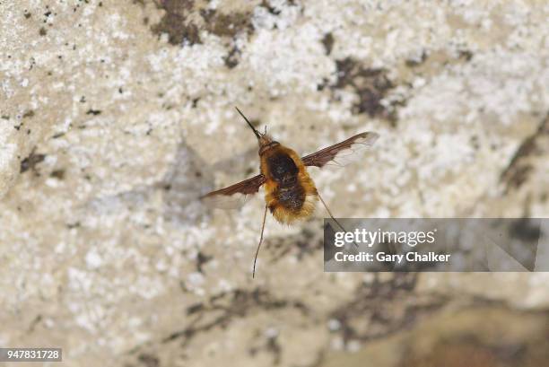 bee fly  [bombylius major] - aubrieta stock pictures, royalty-free photos & images