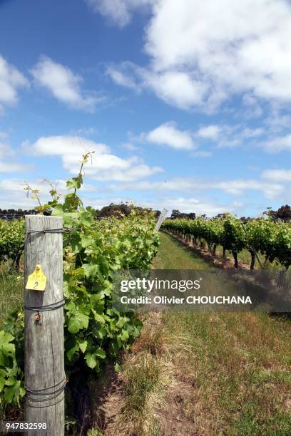 Vignoble de Semillon blanc dans la region des vins de Margaret River dans l'etat de l'Australie Occidentale a 3 heures de route de la ville de Perth...