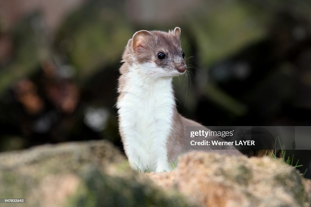 STOAT (MUSTELA ERMINEA), GERMANY