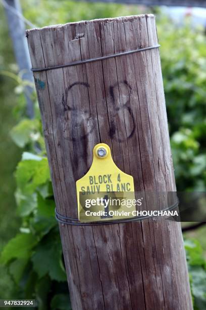 Vignoble de Sauvignon blanc dans la region des vins de Margaret River dans l'etat de l'Australie Occidentale a 3 heures de route de la ville de Perth...